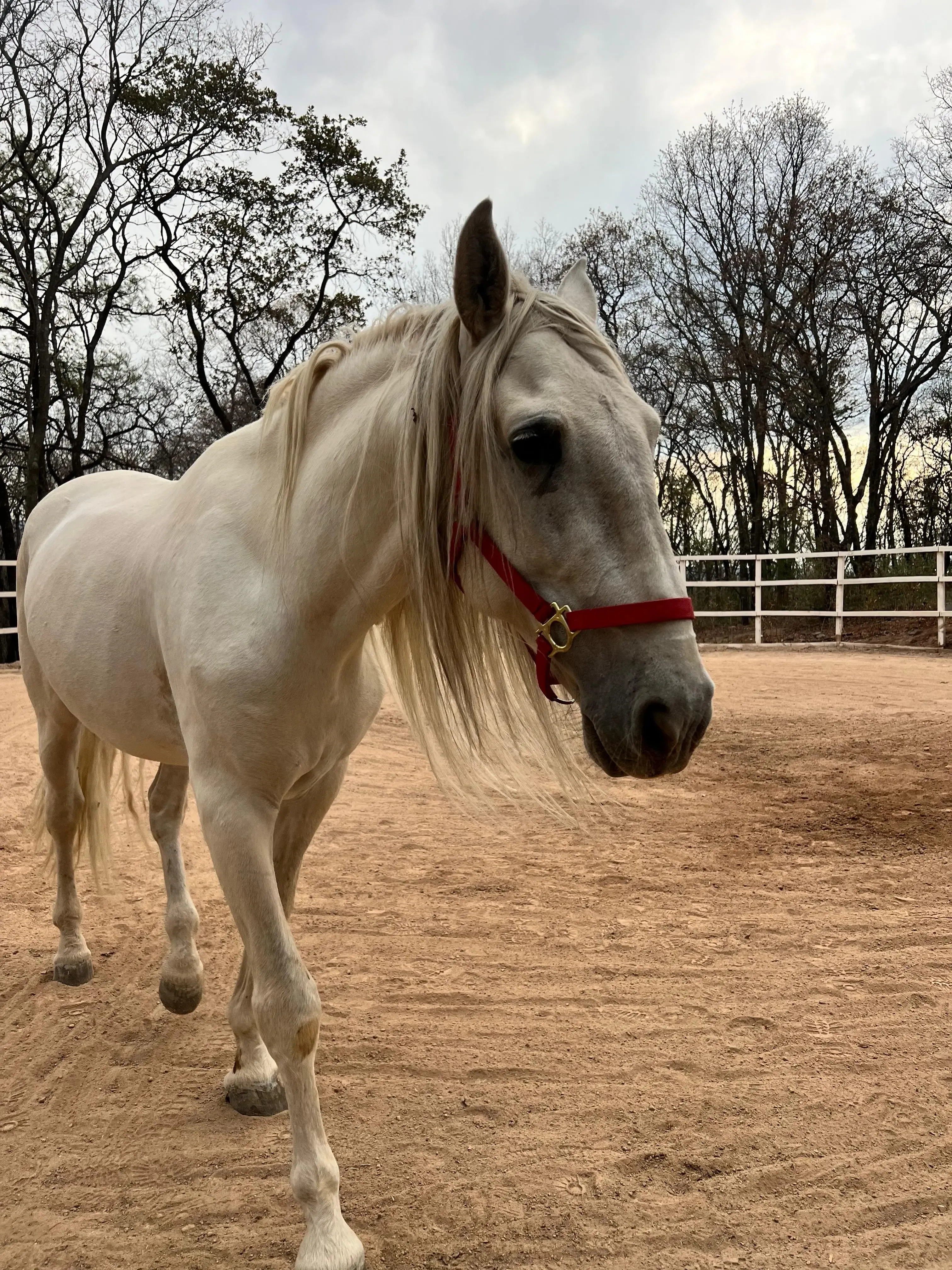 Muñeco