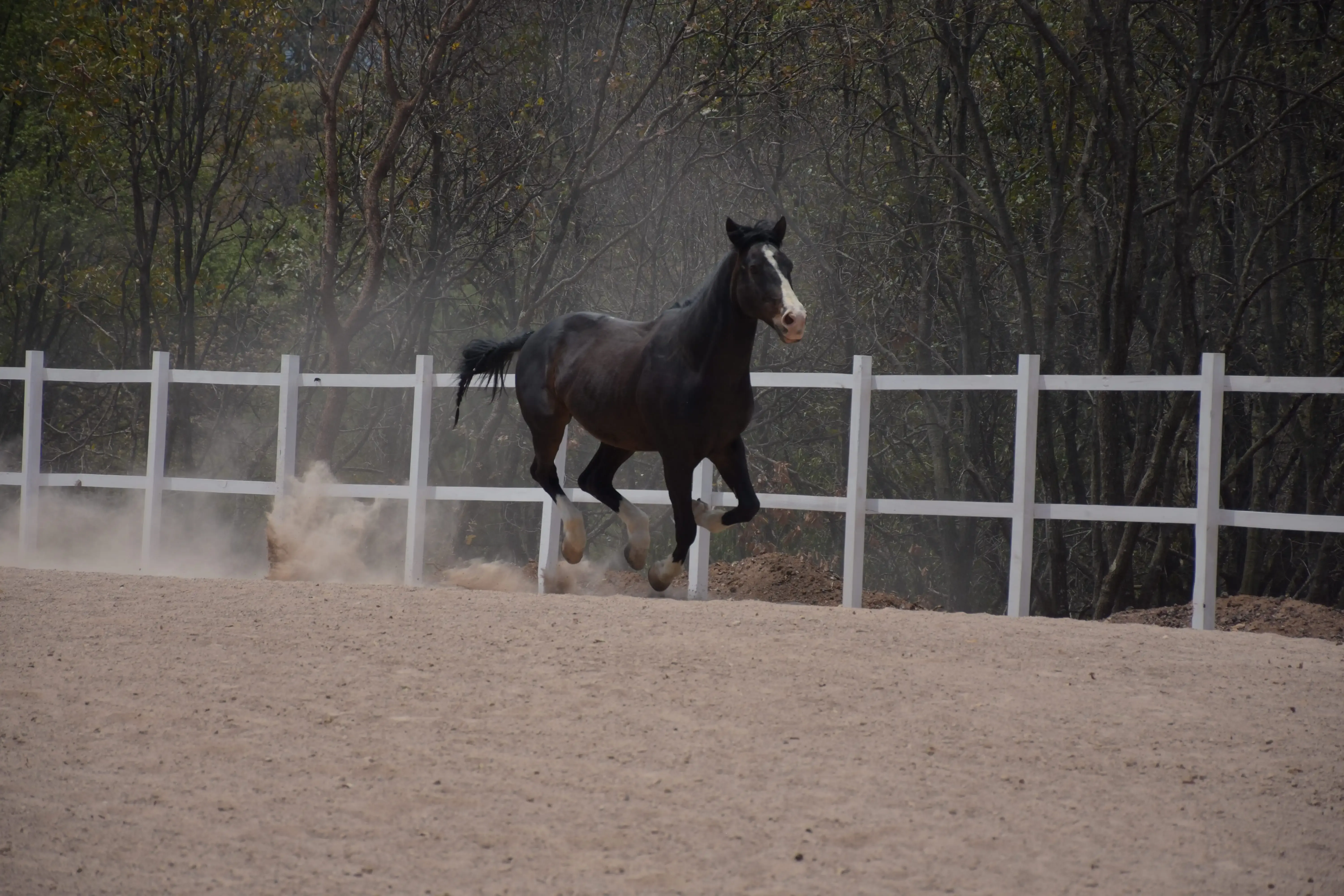 Pancho